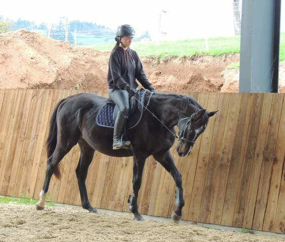 Gelding English Thoroughbred For sale 2021 Dark Bay