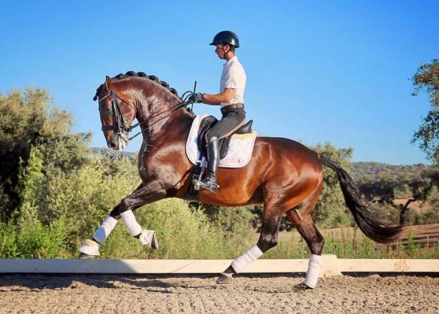 Stallion Lusitano For sale 2021 Bay