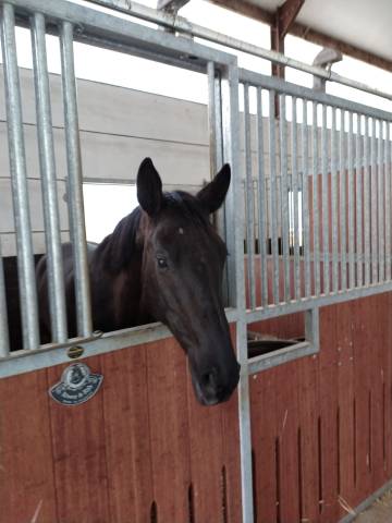 Mare sBs Belgian Warmblood For sale 2017 Black