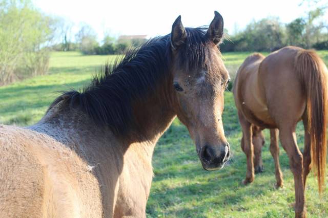 Colt Anglo-Arabian For sale 2024 Grey