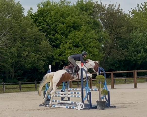 Mare Zangersheide For sale 2020 Coloured