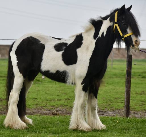 Mare Welsh Pony (Section D), Welsh Cob For sale 2014 Coloured