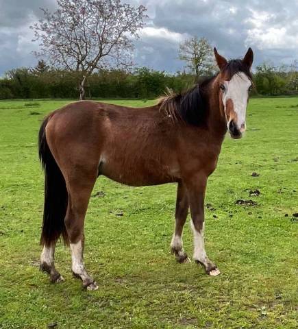 Entire French Saddle Pony For sale 2023 Bay