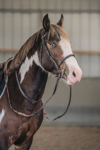 Made in dreams day - AES Anglo European Studbook 2022