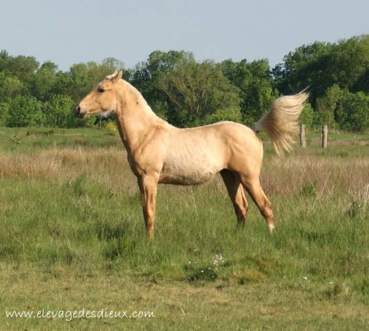 Colt Azteca For sale 2024 Palomino