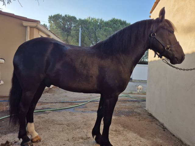 Gelding Pottok  For sale 2019 Black