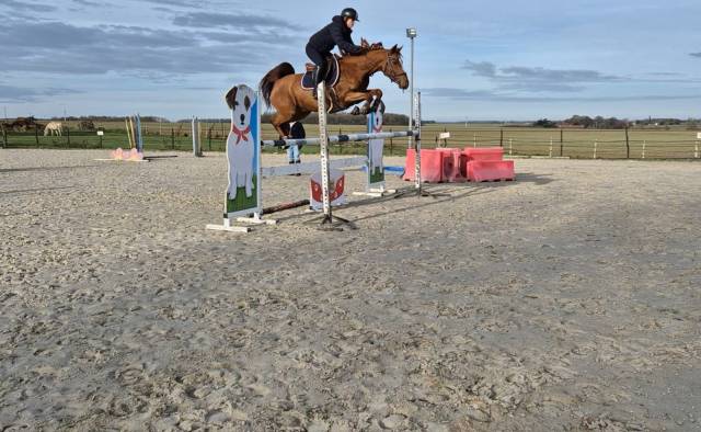 Gelding French Saddle Pony For sale 2019 Chesnut