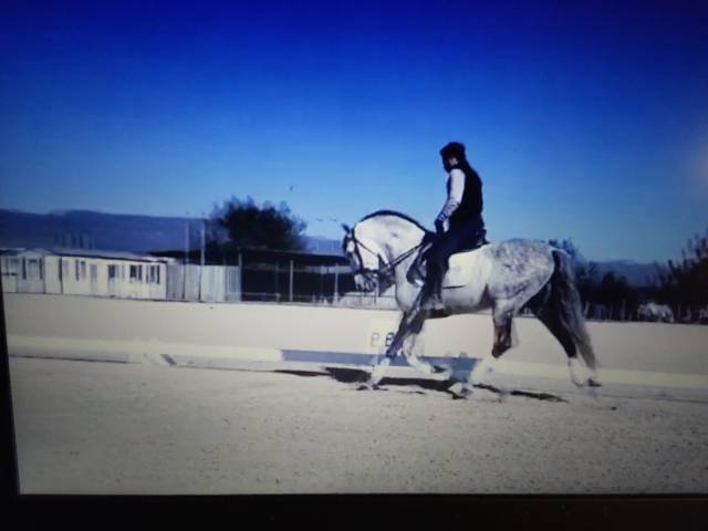 Entire PRE Pure Spanish Bred For sale 2015 Grey