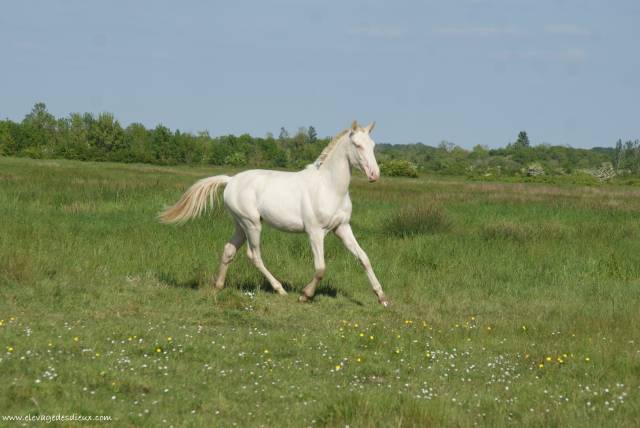 Entire PRE Pure Spanish Bred For sale 2024 Cream