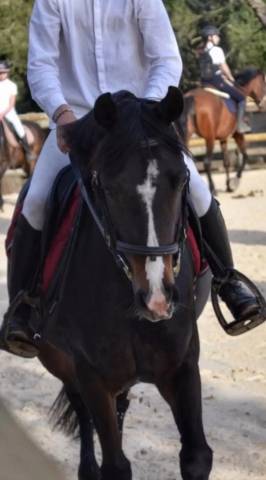 Mare French Saddle Pony For loan 2016 Black