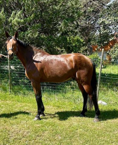 Gelding Selle Français For sale 2016 Bay