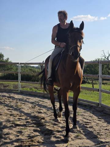 Gelding French Trotter For sale 2014 Bay