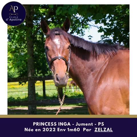 Mare Thoroughbred For sale 2022 Bay