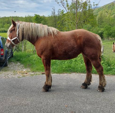 Mare Comtois For sale 2022 Chesnut