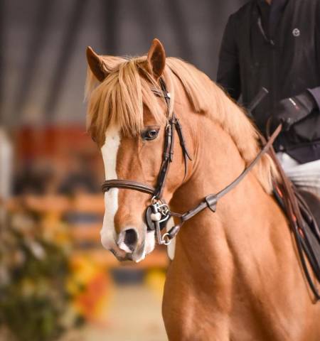 Stallion French Saddle Pony For sale 2017 Chesnut