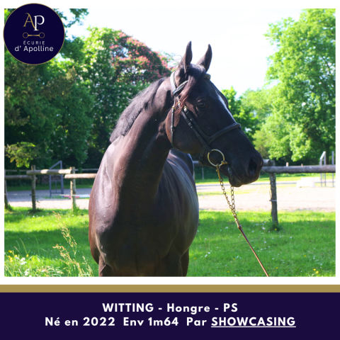 Gelding Thoroughbred For sale 2022 Bay