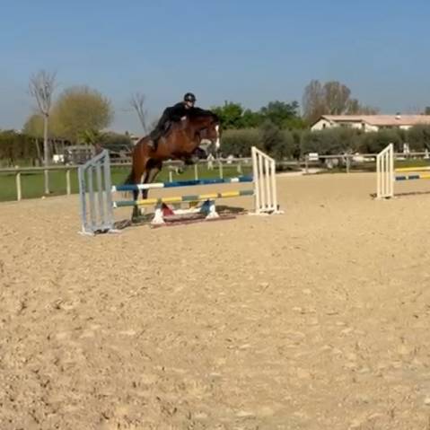Gelding Oldenburg For sale 2020 Dark Bay