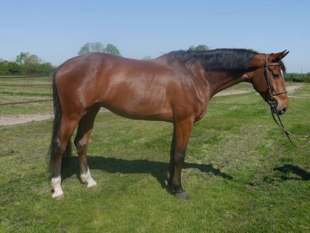 Gelding KWPN Dutch Warmblood For sale 2020 Bay