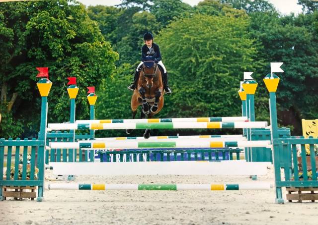 Gelding Selle Français For sale 2013 Bay
