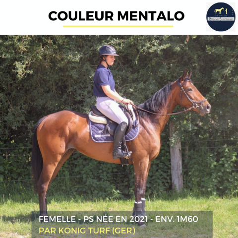 Mare Thoroughbred For sale 2021 Bay