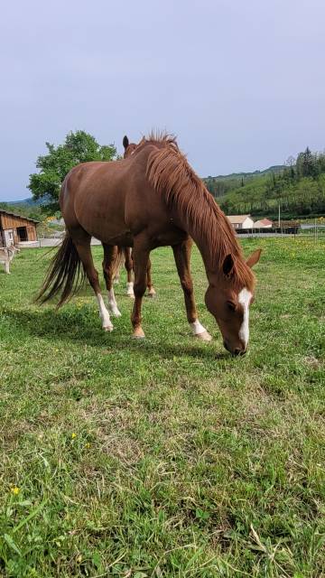 Gelding AQPS For sale 2016 Chesnut