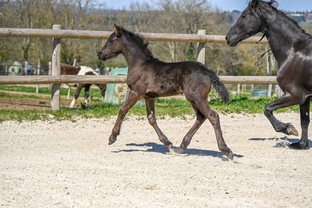 Filly Friesian For sale 2025 Black