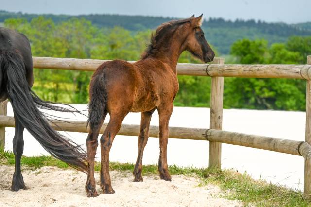 Filly Friesian For sale 2025 Black