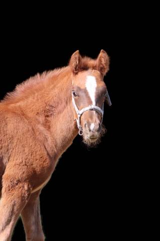 Colt French Saddle Pony For sale 2025 Liver chestnut