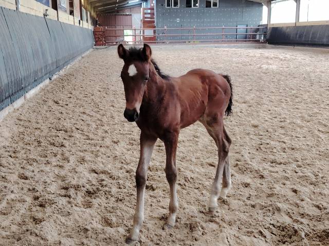 Colt Zangersheide For sale 2025 Dark Bay