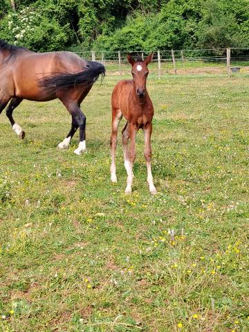 Colt Zangersheide For sale 2025 Dark Bay