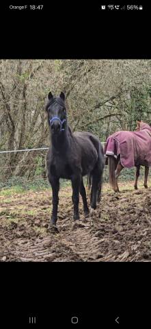 Mare French Saddle Pony Part-Livery 2021 Black