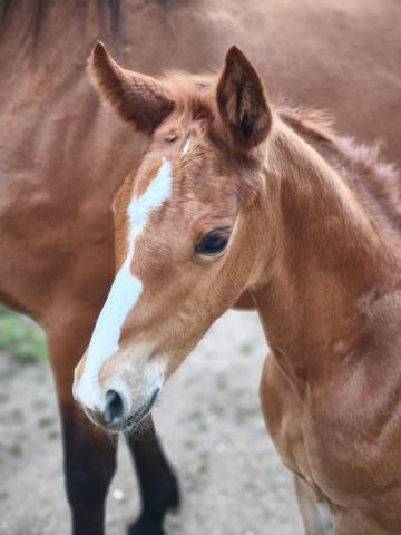 Broodmare Selle Français For sale 2010 Bay