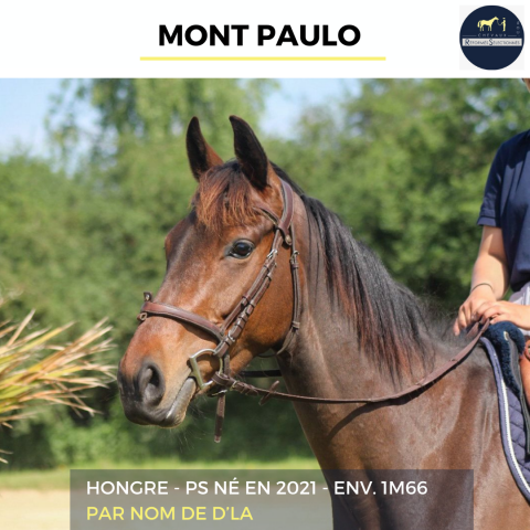 Gelding Thoroughbred For sale 2021 Bay