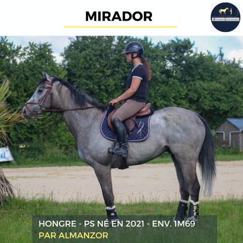 Gelding Thoroughbred For sale 2021 Grey