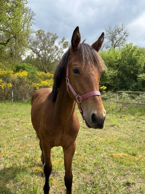 Colt Connemara For sale 2024 Bay