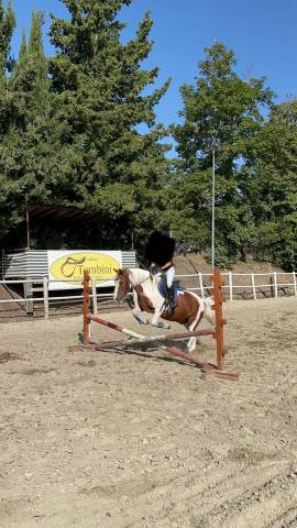 Gelding Other Pony Breed For sale 2004 Coloured