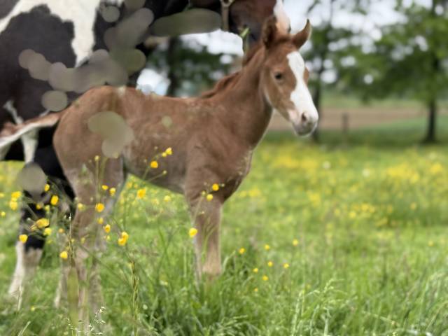 Filly Paint For sale 2025 Sorrel