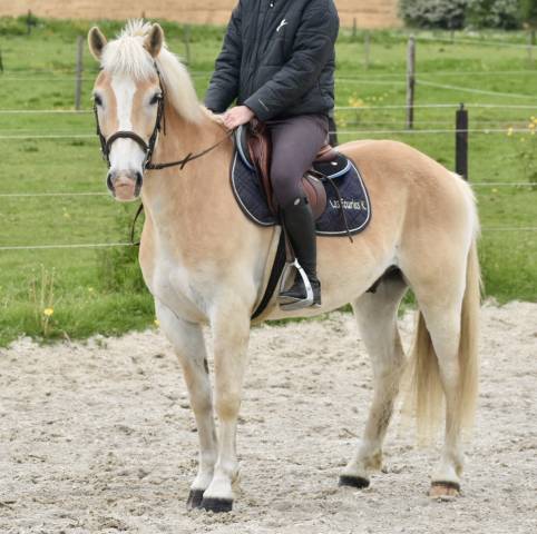 Gelding Haflinger For sale 2017 Palomino