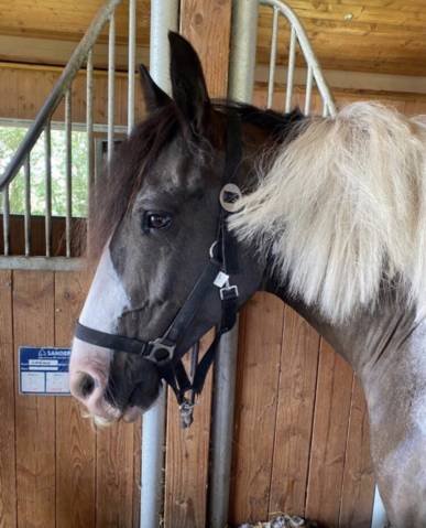 Gelding Irish Sport Horse For sale 2013 Coloured