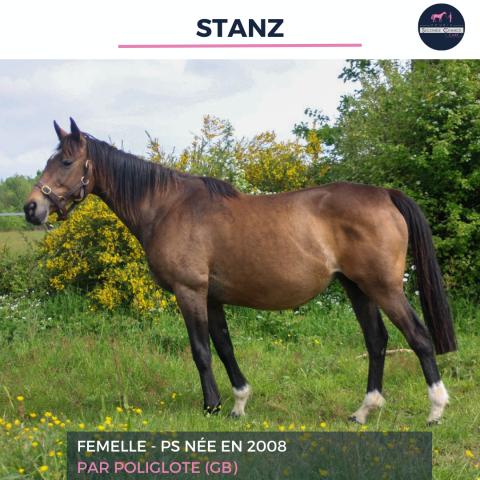Mare Thoroughbred For sale 2008 Bay