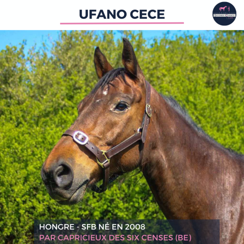 Gelding Selle Français For sale 2008 Bay