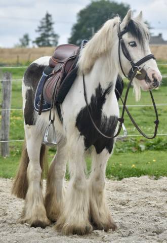 Mare Origin Recorded For sale 2013 Coloured