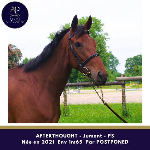 Mare Thoroughbred For sale 2021 Bay