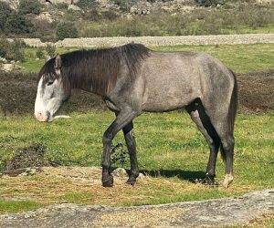 Entire Lusitano For sale 2022 Grey