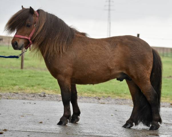 Stallion Shetland Pony For sale 2015 Dark Bay