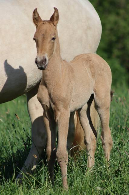 Filly PRE Pure Spanish Bred For sale 2025 Other color