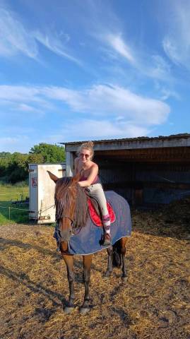 Mare Spanish Norman  For sale 2008 Bay