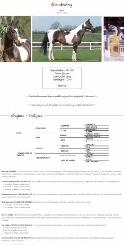 Colt Selle Français For sale 2025 Tobiano