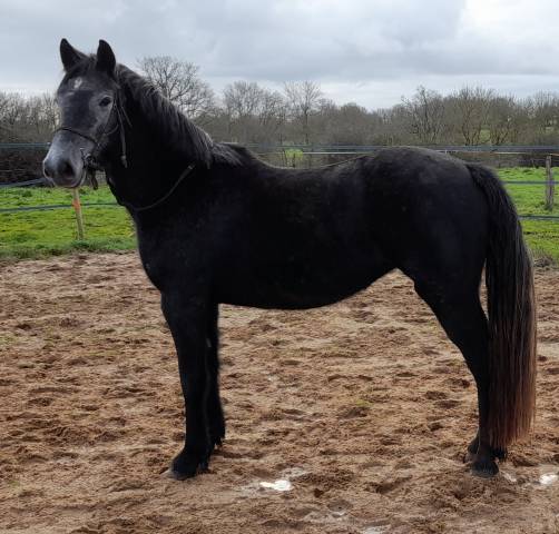 Mare Connemara For sale 2020 Black