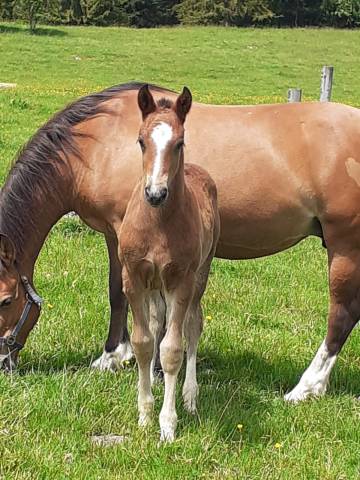 Colt Franche-Montagne For sale 2025 Bay